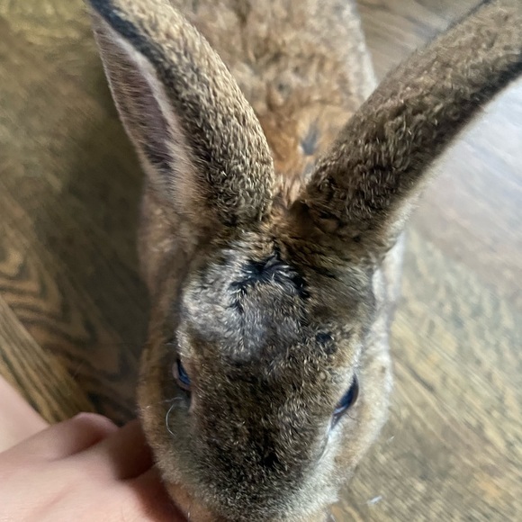 Meet your Posher, Sahiy - Picture 2 of 4